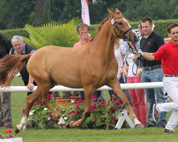 broodmare Destinys Child (German Riding Pony, 2009, from FS Don't Worry)