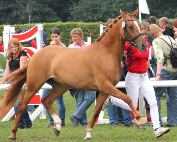 broodmare WES Diva de Luxe (German Riding Pony, 2009, from FS Don't Worry)