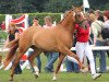 broodmare WES Diva de Luxe (German Riding Pony, 2009, from FS Don't Worry)