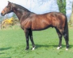 stallion Sonus xx (Thoroughbred, 1989, from Sadler's Wells xx)