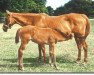 broodmare Reprocolor xx (Thoroughbred, 1976, from Jimmy Reppin xx)
