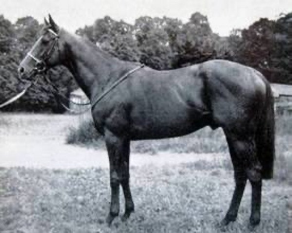 stallion Jimmy Reppin xx (Thoroughbred, 1965, from Midsummer Night xx)
