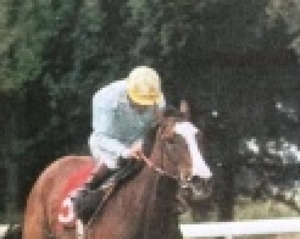 horse Dancing Bloom xx (Thoroughbred, 1990, from Sadler's Wells xx)