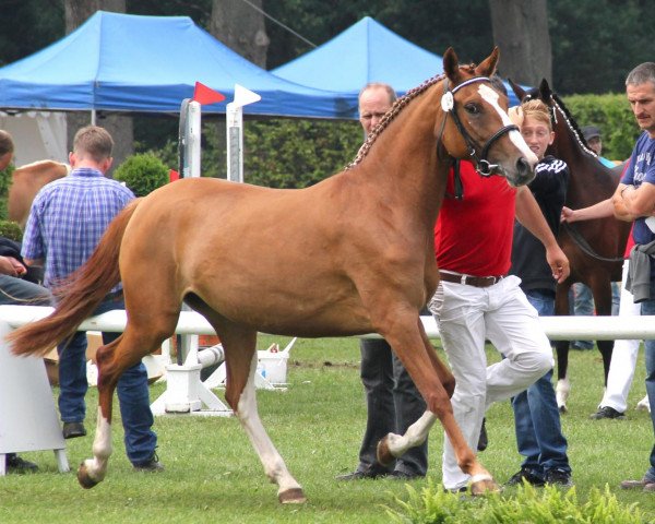 broodmare Doreen (German Riding Pony, 2009, from FS Don't Worry)