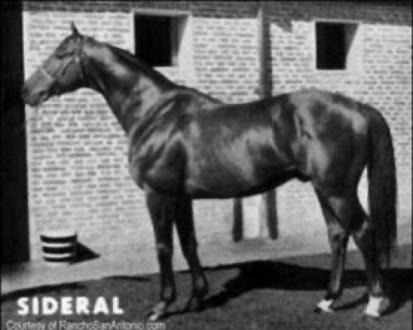 stallion Sideral xx (Thoroughbred, 1948, from Seductor xx)