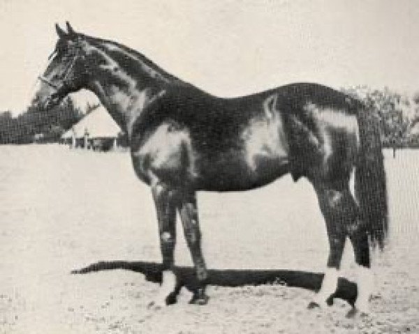horse Rustom Pasha xx (Thoroughbred, 1927, from Son In Law xx)