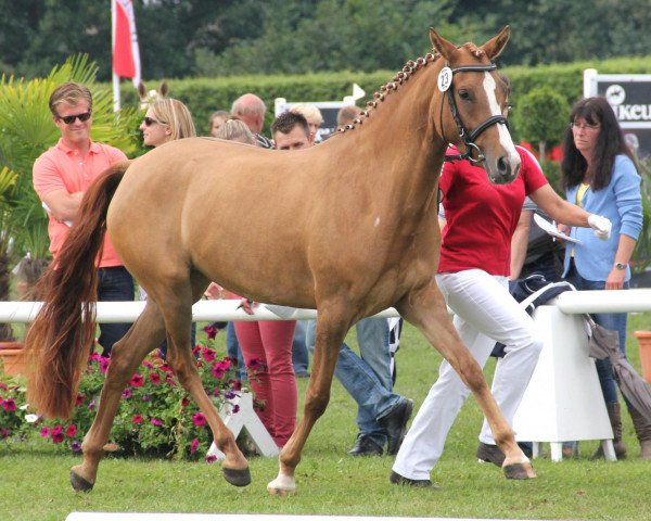 broodmare Duna 24 (German Riding Pony, 2009, from FS Don't Worry)