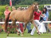 broodmare Duna 24 (German Riding Pony, 2009, from FS Don't Worry)