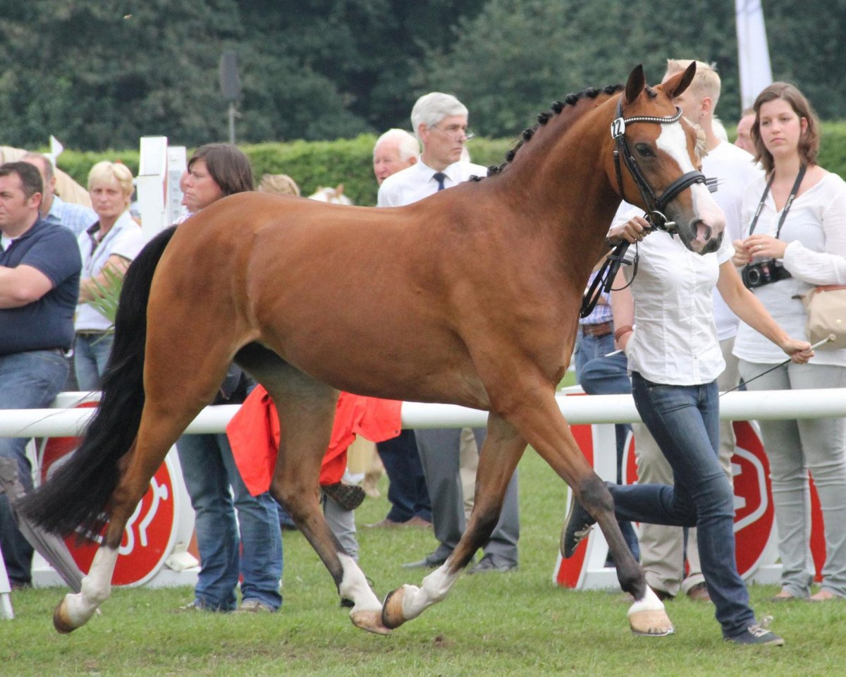 Zuchtstute Dieliebe (Deutsches Reitpony, 2009, von Donnerwetter)