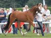 broodmare Dieliebe (German Riding Pony, 2009, from Donnerwetter)