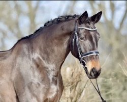 broodmare Teeblatt (Trakehner, 2007, from Kaiserdom)