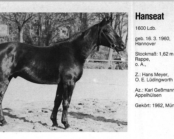 stallion Hanseat (Hanoverian, 1960, from Hansakapitän)