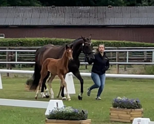 dressage horse Belly de Coco (Westphalian, 2022, from Callaho's Benicio)