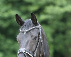 broodmare Sin Permiso (Rhinelander, 2015, from Goldberg)