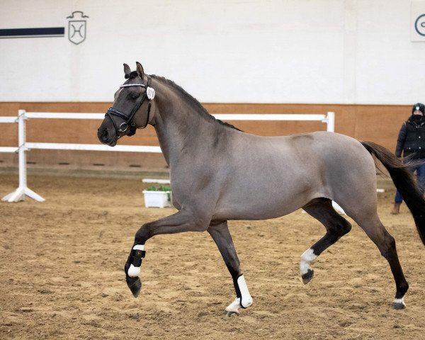 stallion Proud Dior (German Riding Pony, 2018, from Dating At NRW)