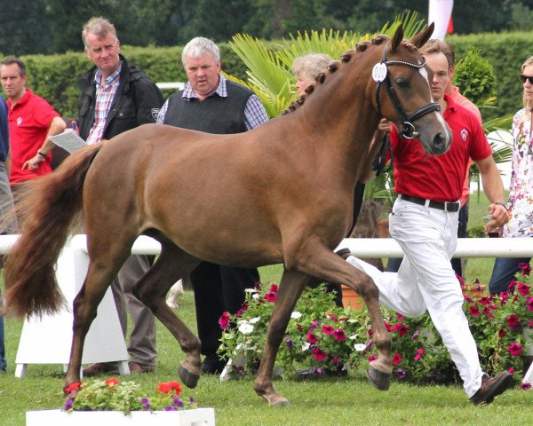 broodmare DieDa (German Riding Pony, 2009, from Donnerwetter)