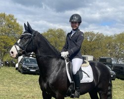 stallion Proud Ramos (German Riding Pony, 2016, from Proud Rocketti)