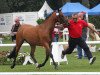 broodmare De la Morén M (German Riding Pony, 2009, from Don Diabolo NRW)