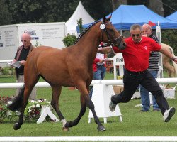 broodmare De la Morén M (German Riding Pony, 2009, from Don Diabolo NRW)