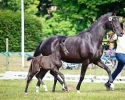 broodmare Sidney RA (Hanoverian, 2009, from Soliman)