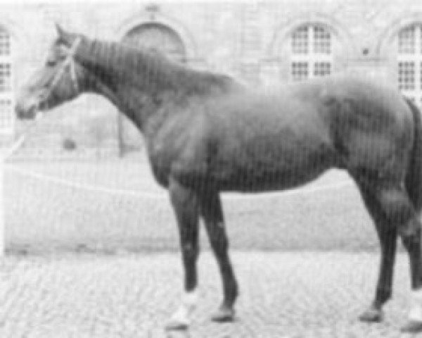 stallion Sappho Comet xx (Thoroughbred, 1986, from Habitat xx)