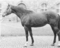 stallion Sappho Comet xx (Thoroughbred, 1986, from Habitat xx)