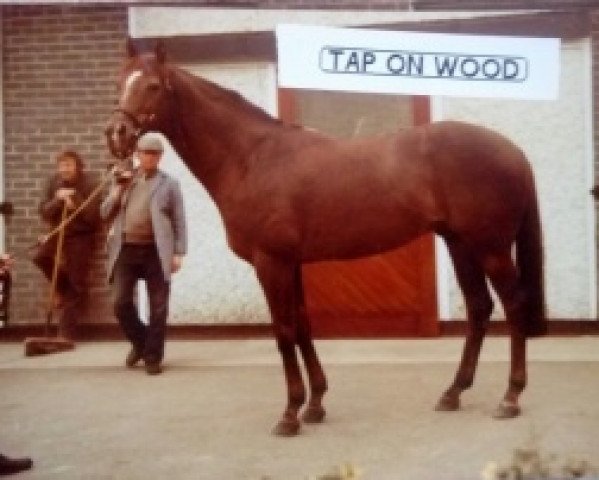 stallion Tap on Wood xx (Thoroughbred, 1976, from Sallust xx)