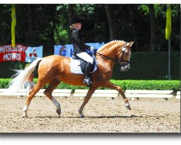 dressage horse Dior de Luxe (German Riding Pony, 2003, from FS Don't Worry)