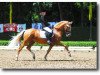 stallion Dior (German Riding Pony, 2003, from FS Don't Worry)