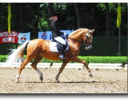 stallion Dior (German Riding Pony, 2003, from FS Don't Worry)