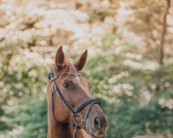 dressage horse Donnalina (Zweibrücken, 2010, from Don Havidoff)