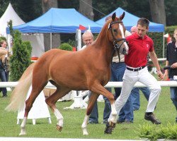 Zuchtstute Diana B (Deutsches Reitpony, 2009, von Dior)