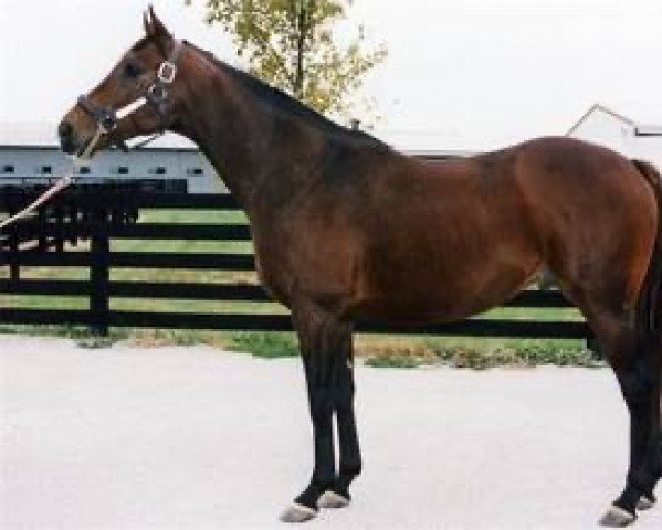 Deckhengst Northern Spur xx (Englisches Vollblut, 1991, von Sadler's Wells xx)