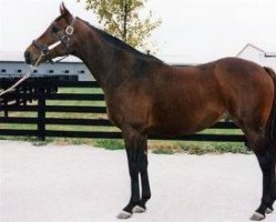 stallion Northern Spur xx (Thoroughbred, 1991, from Sadler's Wells xx)