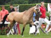 broodmare Double Trouble 13 (German Riding Pony, 2009, from Der feine Lord AT)