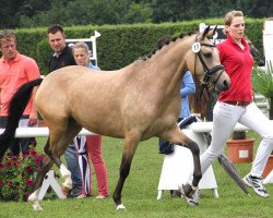 Zuchtstute Double Trouble 13 (Deutsches Reitpony, 2009, von Der feine Lord AT)