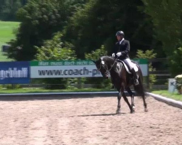 dressage horse Woki's Donnerlittchen (Westphalian, 2007, from Dream On)