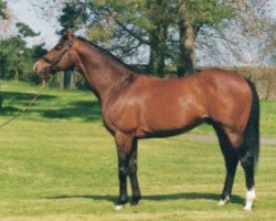 stallion Soviet Star xx (Thoroughbred, 1984, from Nureyev xx)