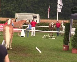 Zuchtstute Maud (Haflinger, 2009, von Maestro)