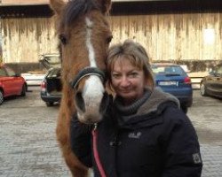 horse Norman (German Riding Pony, 1989, from Nobel)