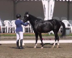 dressage horse Pitu 44 (German Riding Pony, 2008, from Pernod)