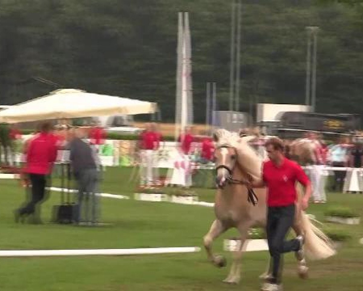 broodmare Wahre Liebe (Haflinger, 2009, from Wunderknabe)