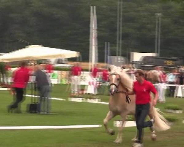 broodmare Wahre Liebe (Haflinger, 2009, from Wunderknabe)