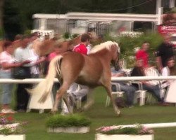 broodmare Ninette (Haflinger, 2009, from Naidan)