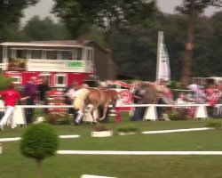 Zuchtstute Baccara (Haflinger, 2009, von Baumeister)