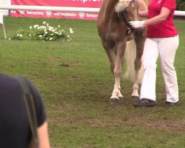 broodmare Stina (Haflinger, 2009, from Steinmandl)