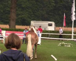 broodmare Ayoka (Haflinger, 2009, from Alabaster B)