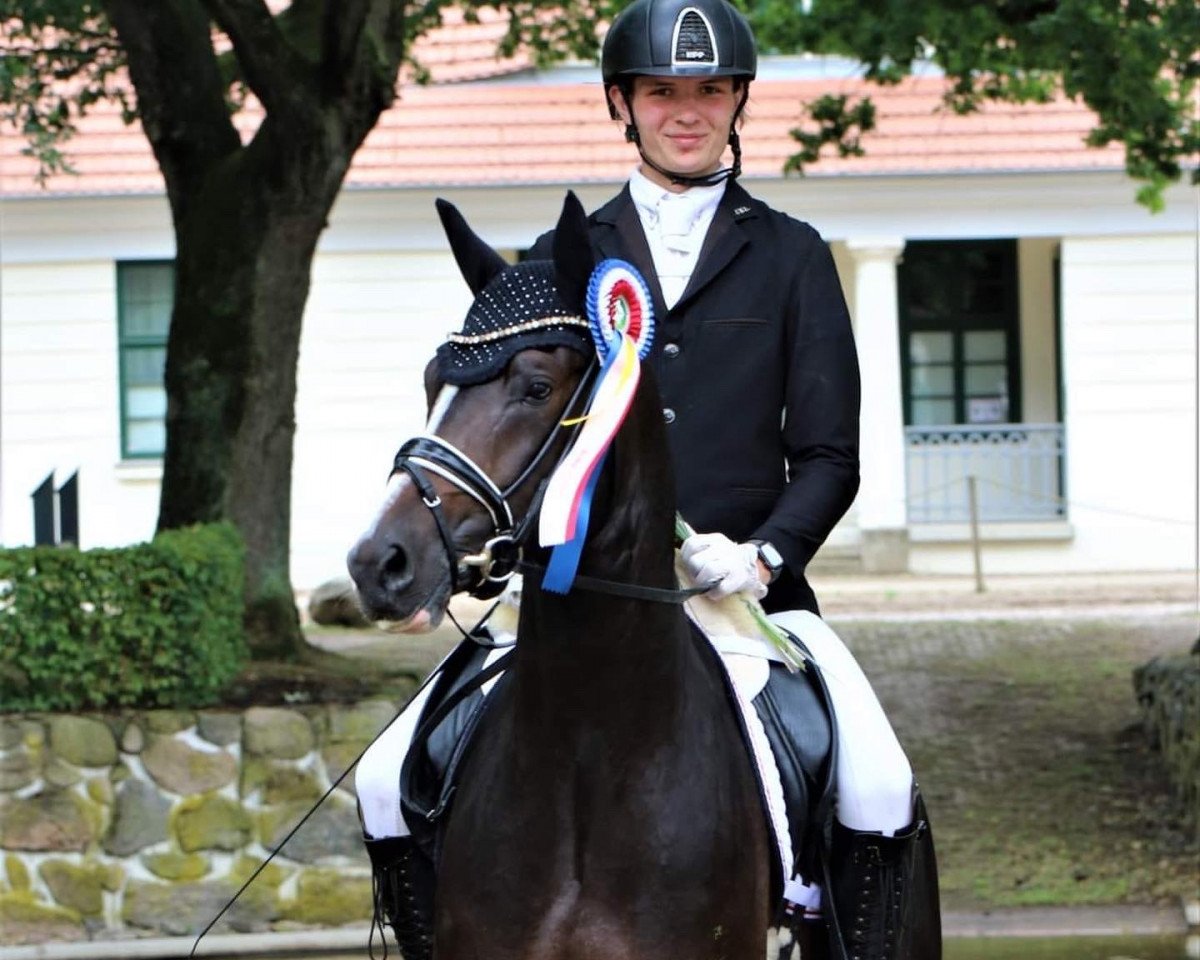 stallion Morgensterns Nevio (Rhinelander, 2017, from Fs Numero Uno)