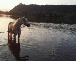 horse Nandu 32 (German Riding Pony, 1997, from Nibelungenheld II)