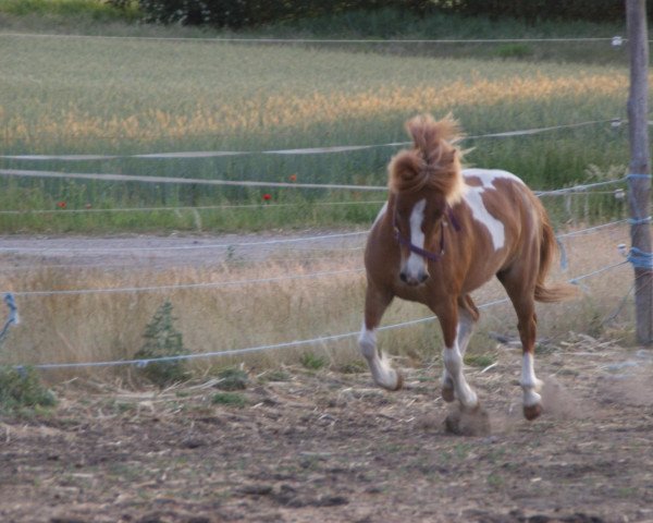 Zuchtstute Bessy (Shetland Pony, 2007)